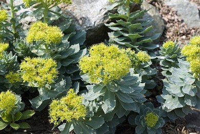 Rosenwurz gedeiht auf kargem Grund - ©Dr. Loges + Co. GmbH