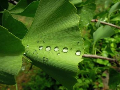 Einfächriges Ginkgo-Blatt - ©Pixabay_Explore