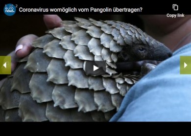 Löste das Pangolin den Coronavirus aus? - euronews