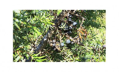 Wacholder (Juniperus communis) mit Beeren