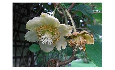 Kiwi Blüte