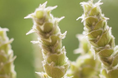 Griechisches Eisenkraut (Sideritis scardica) – ©Dr. Loges + Co. GmbH