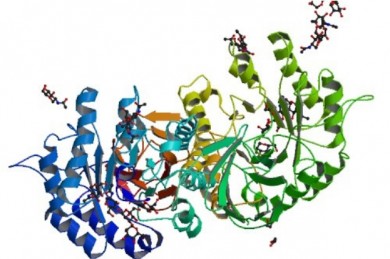 Morbus Fabry ist eine erblich bedingte Stoffwechselerkrankung - ©Wikipedia_PBB Protein GLA image