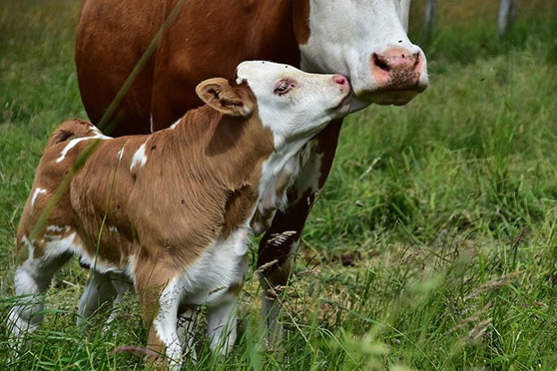 Kühtai, wo Mutterkuh und Kalb Kinder begeistert